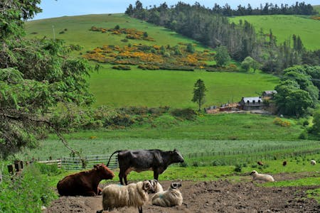 Upper Lynemore, Keith, Agriculture Land / Development / Farm / Farmhouse / Investment / Land / Land (Green Field) For Sale - Image 11