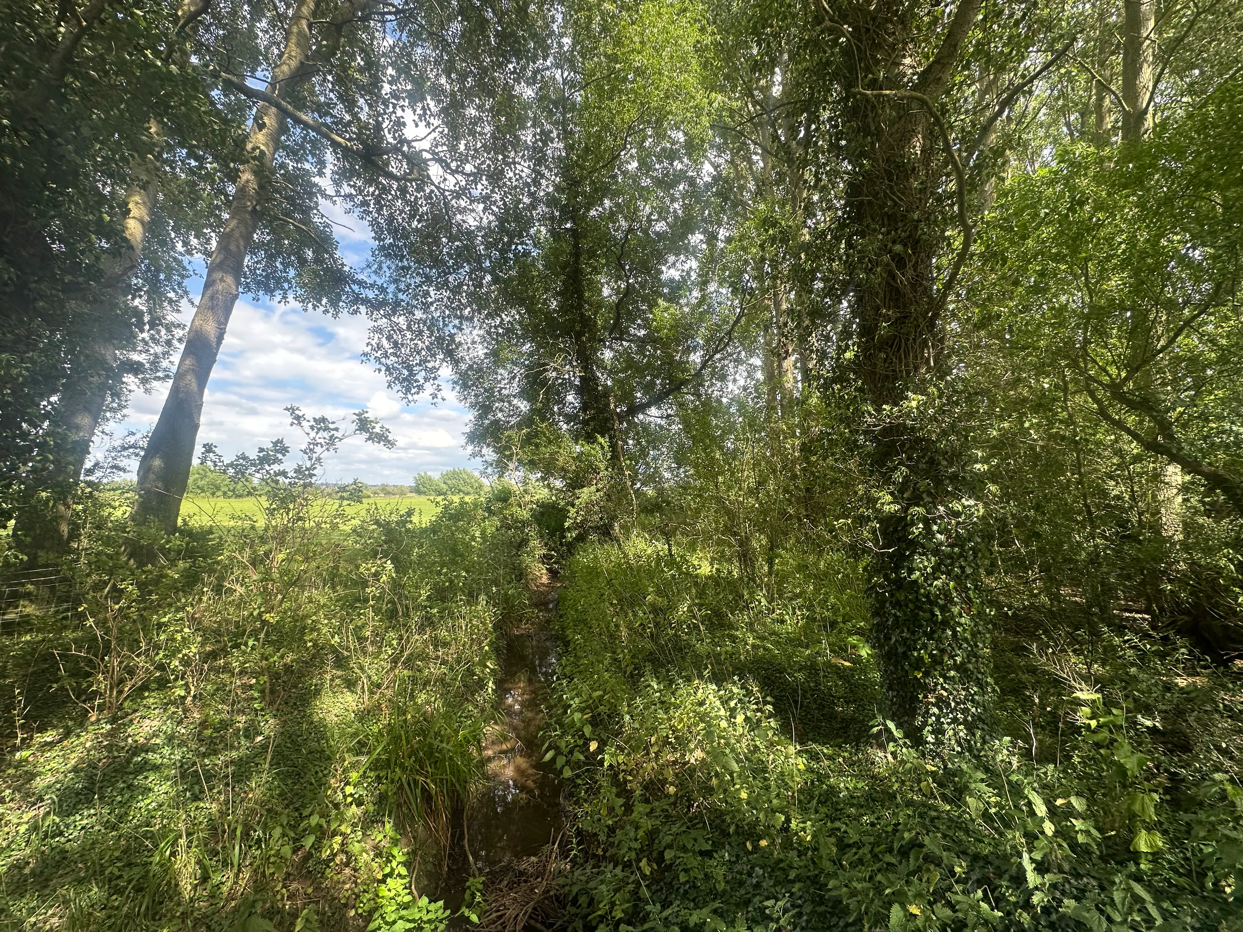 Woodland at Ickford Road, Ickford Road, Ickford, Land / Other For Sale - 2.jpeg