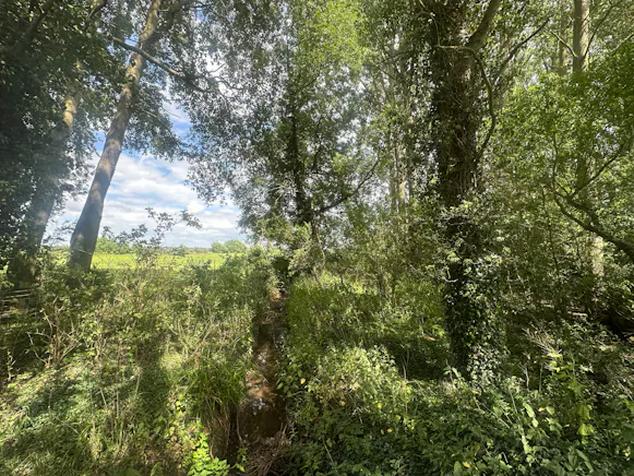 Woodland at Ickford Road, Ickford Road, Ickford, Land / Other For Sale - 2.jpeg