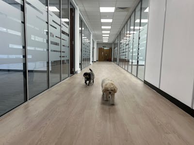 Southpoint Serviced Offices, Old Brighton Road, Crawley, Serviced Office To Let - SP GF offices corridor dogs 4.jpg