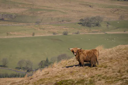 Land at Darrach Hill, Denny, Agriculture Land / Environmental / Farm / Land For Sale - DarrachHill-68.jpg