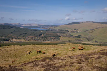 Land at Darrach Hill, Denny, Agriculture Land / Environmental / Farm / Land For Sale - DarrachHill-77.jpg