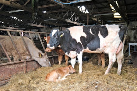 Upper Lynemore, Keith, Agriculture Land / Development / Farm / Farmhouse / Investment / Land / Land (Green Field) For Sale - Image 13